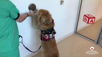 Typical Day For Nutmeg Our Therapy Dog at Joe DiMaggio Childrens Hospital