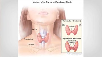 Thyroid Conditions Find Relief with Memorial Endocrine Surgery