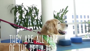 Therapy Dogs: Say hello to JDCH most beloved members